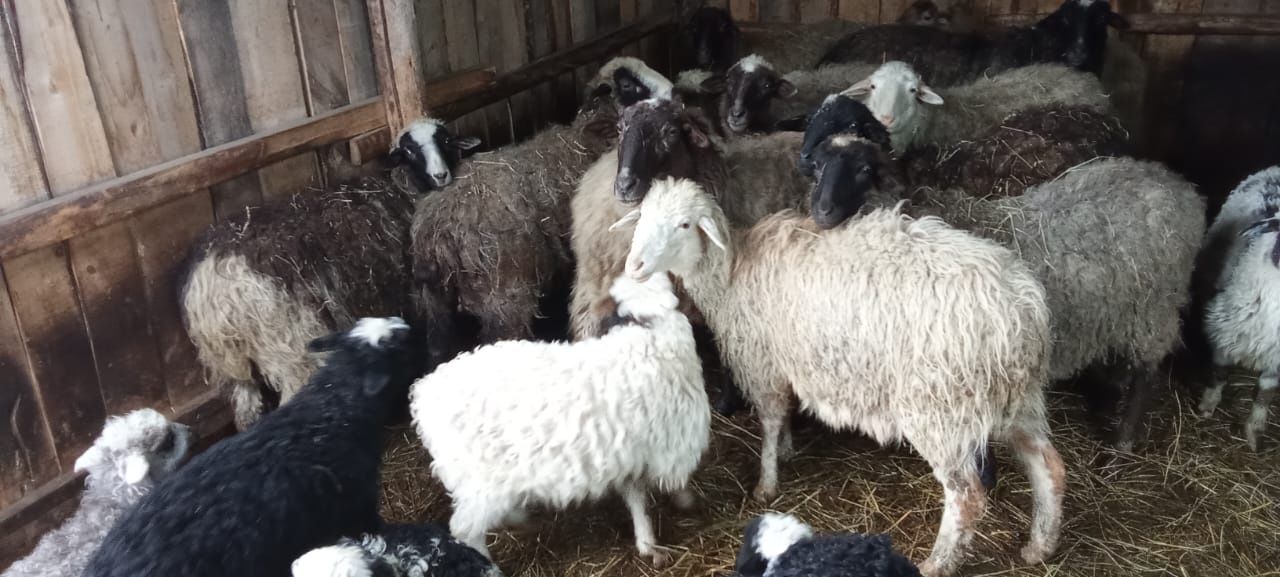 Продам овцематок с ягнятоми по 45тыс. И овец по 30 тысяч