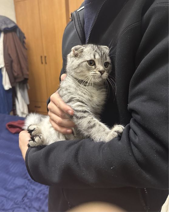 Продаю кота, породистый