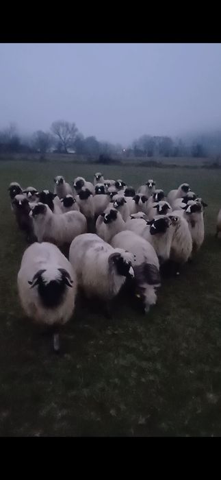 Vând 10 miori breze