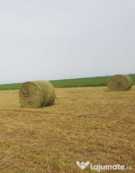 Vand fan baloti rotunzi