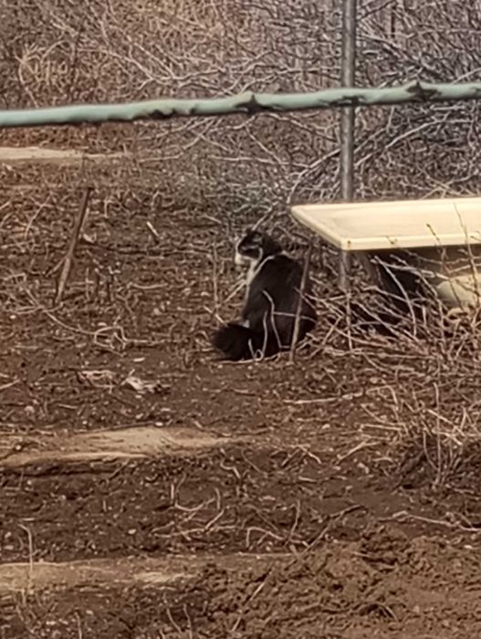 Отдам котенка даром