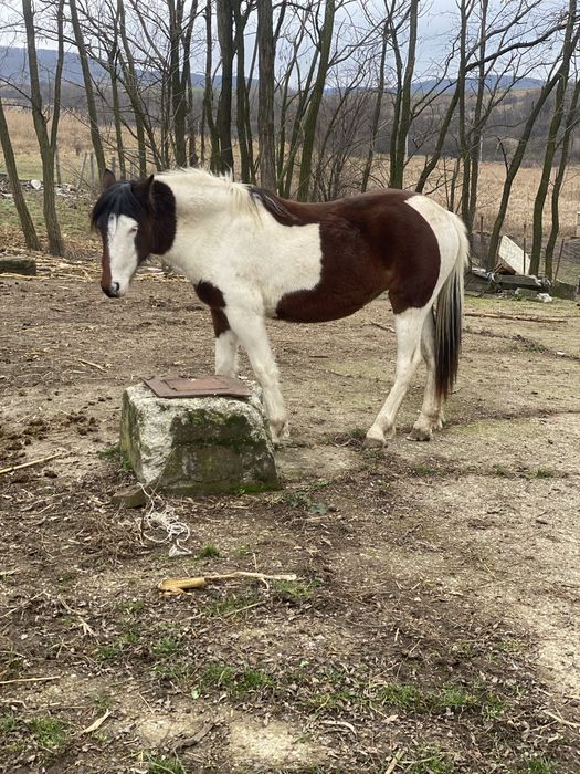 Mânză de 1,5 ani 1,30 cm