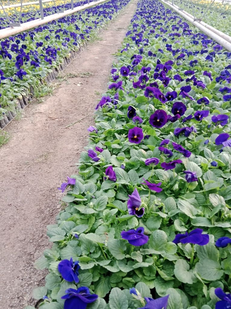 Kuz mavsumi uchun Viola gullari sotuvga tayyor  продаж гатова  виола