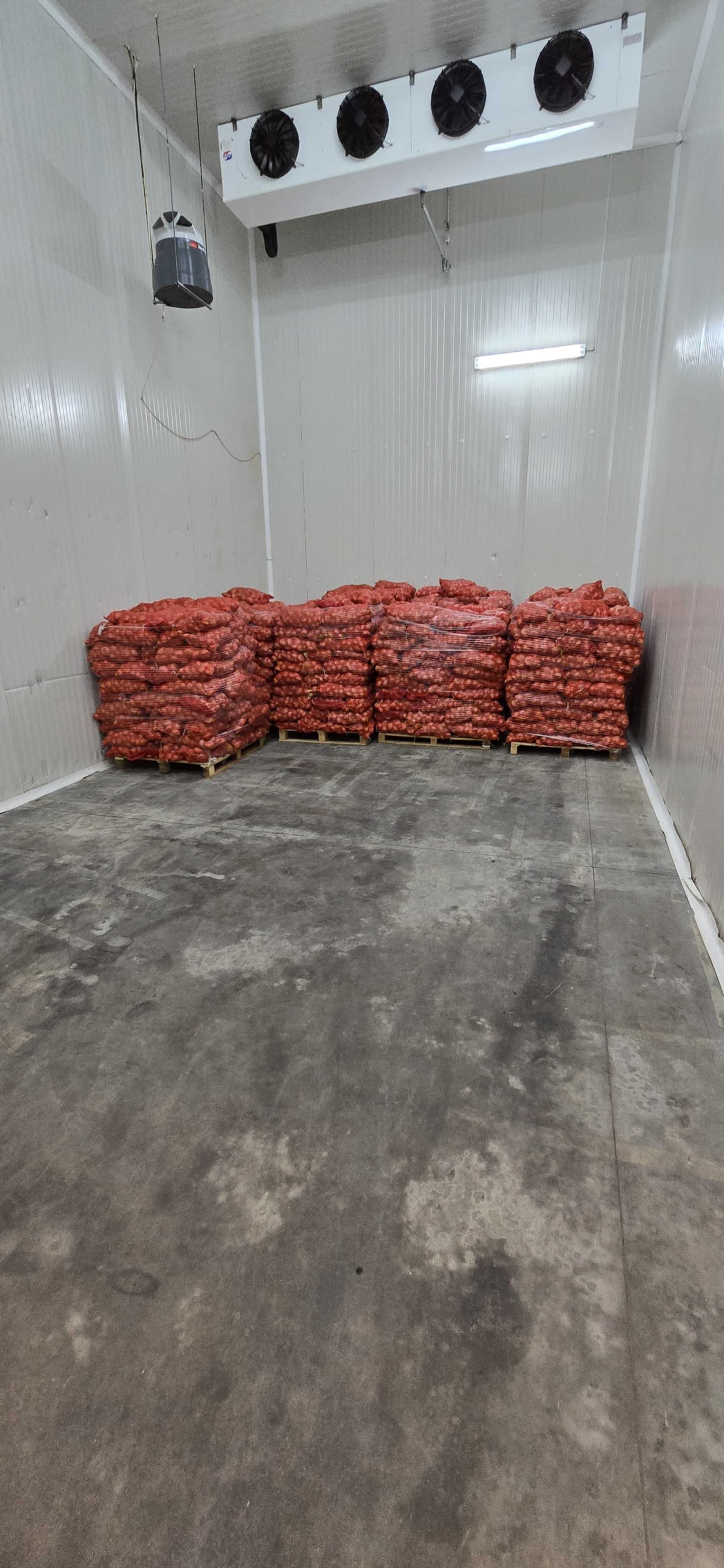 Ceapă galbenă 1 LEU/KG -Livrare oriunde în țară!