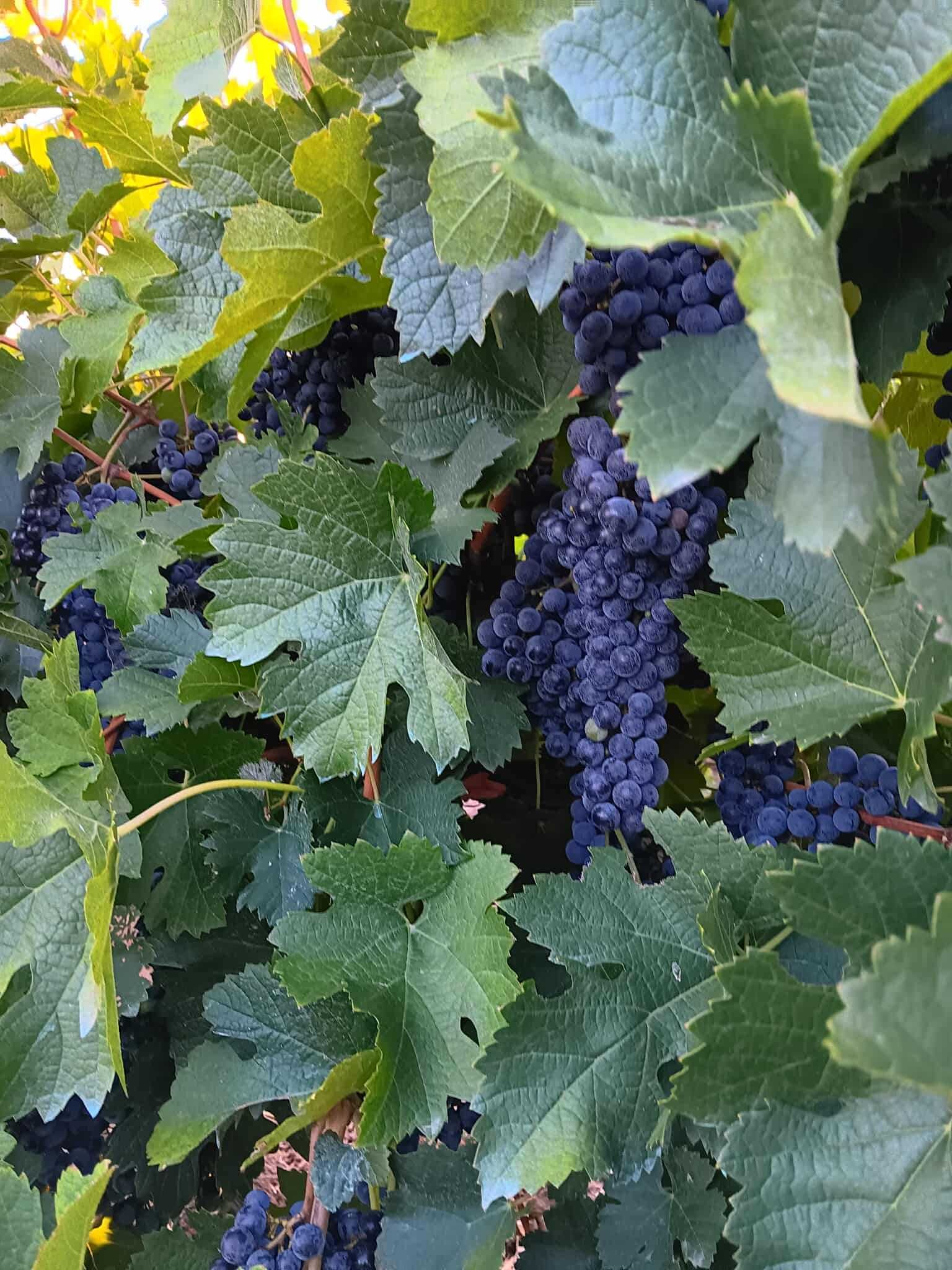 Продавам Грозде Мерло
