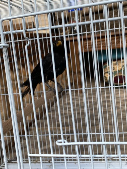 Черная дрозда 2 летняя