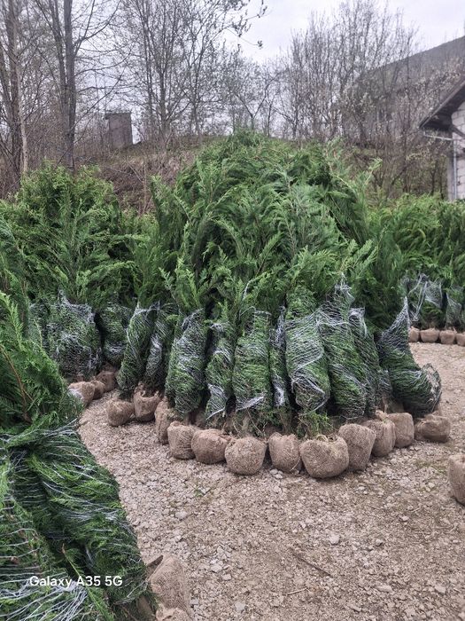 Tuia leylandii chiparos la oferta