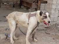 Kuchuk alabay tozza qon