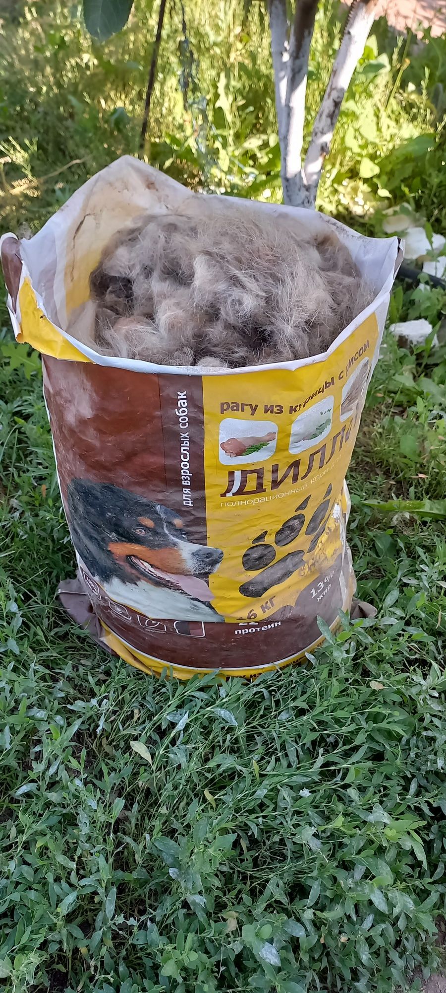 Продам собачью вычесанную шерсть не стиранная,
