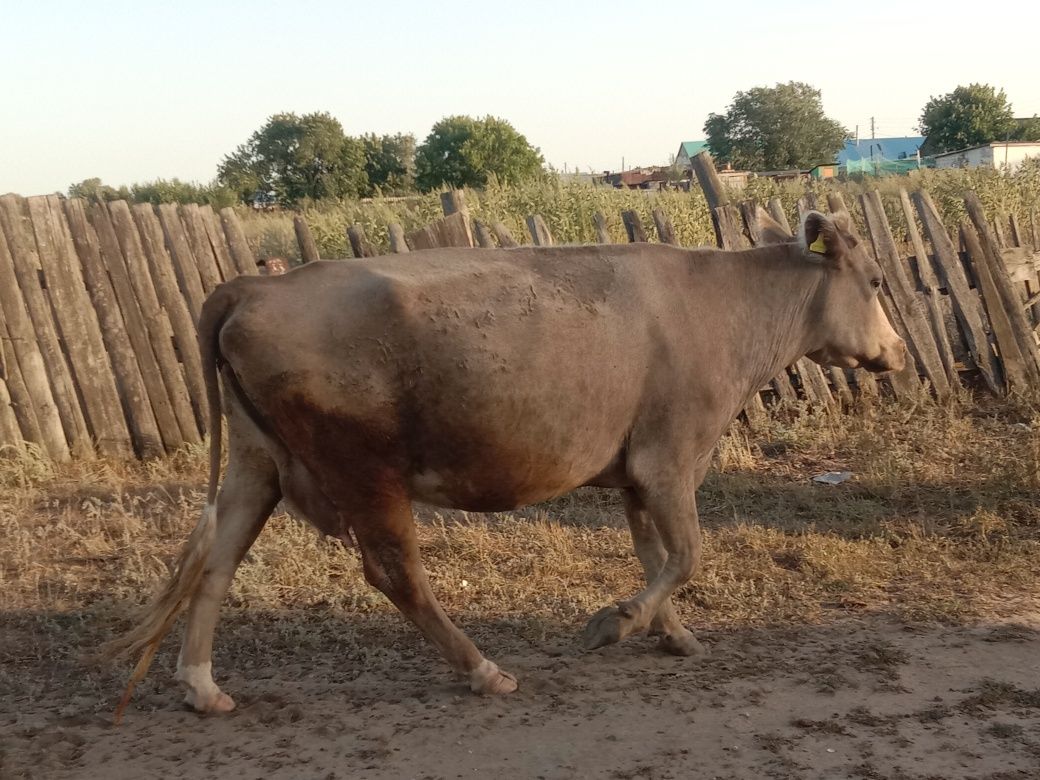 Продаётся дойная корова