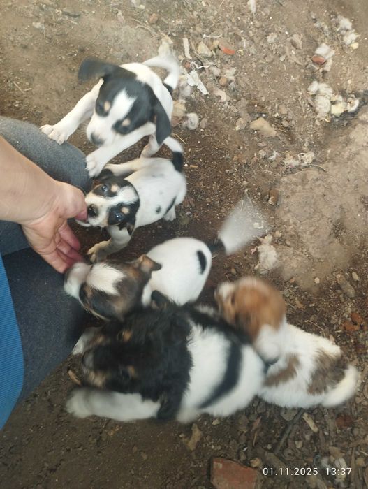 Donez cățeluși foarte jucăuși și frumoși