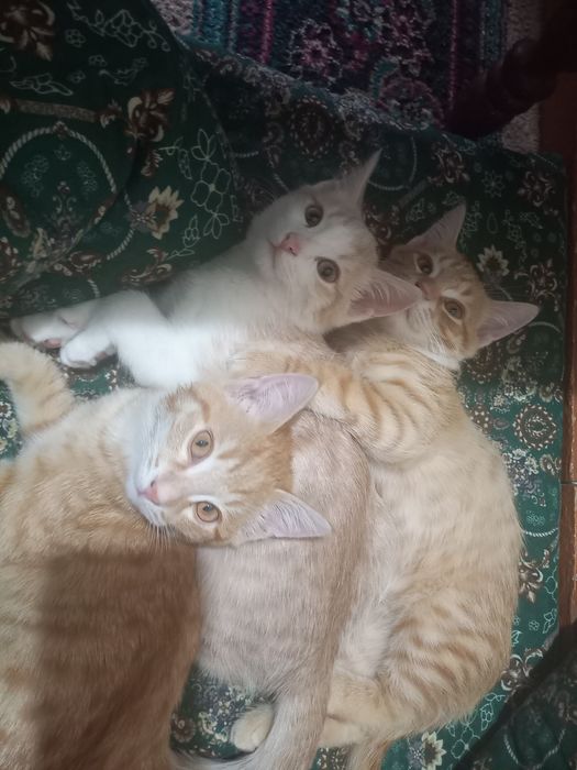 Мушукчалар хадияга