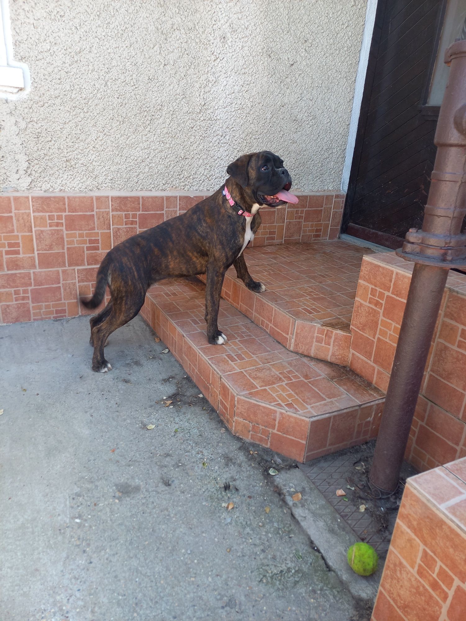 Boxer german cu pedigree