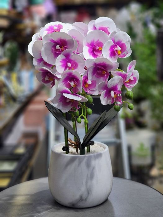 Орхидея для дома