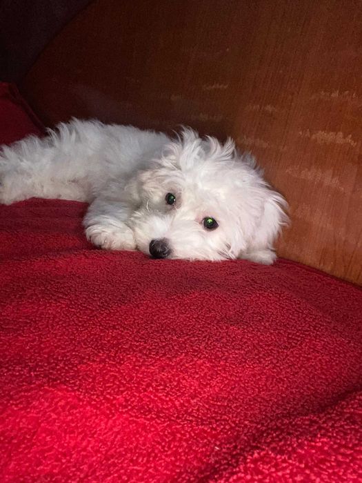 Bichon maltez talie mica