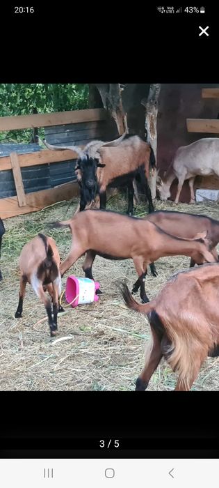 Capre alpin franceze