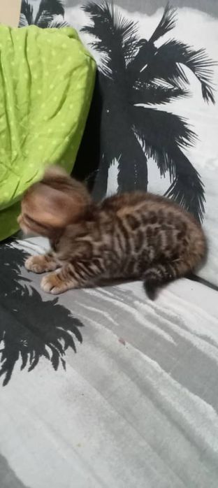 Бенгальские чистокровные котята.