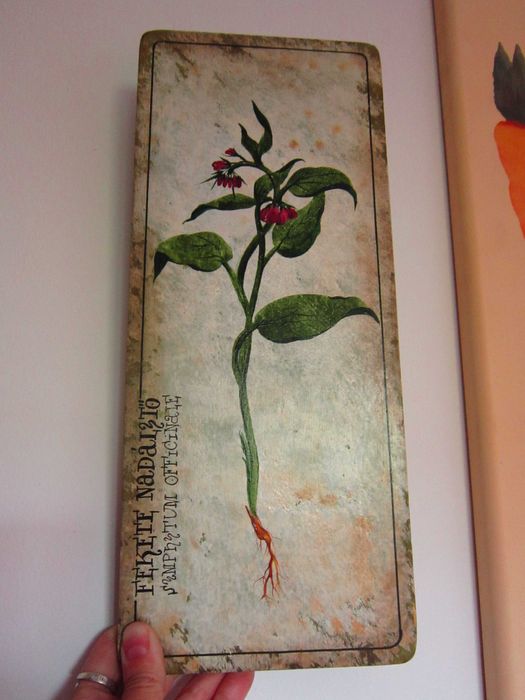 cadou deosebit botanic superb Symphytum officinale - Tataneasa