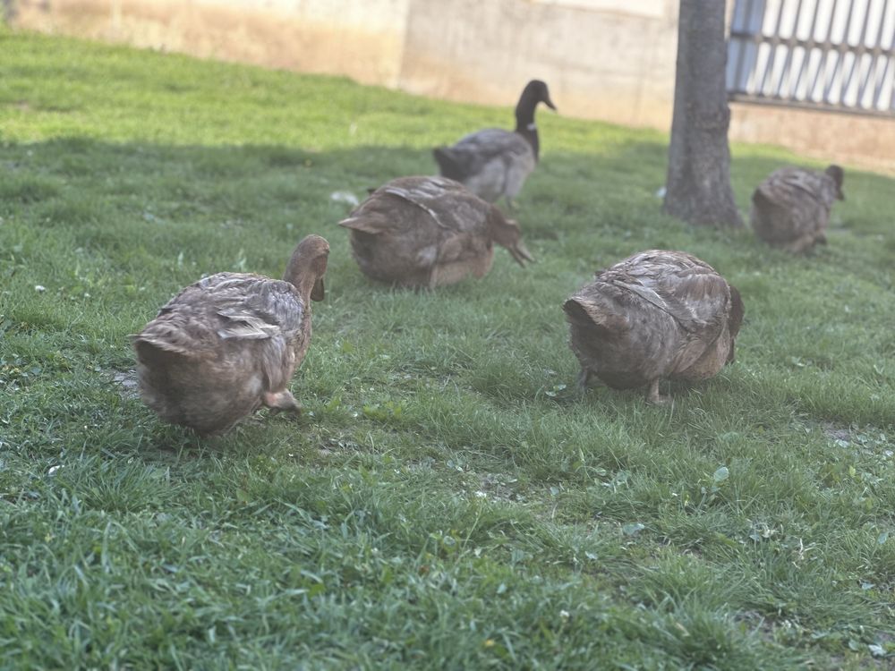 Familie rouen albastru