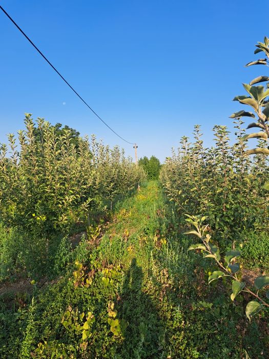 Teren intravilan cu livada Liesti