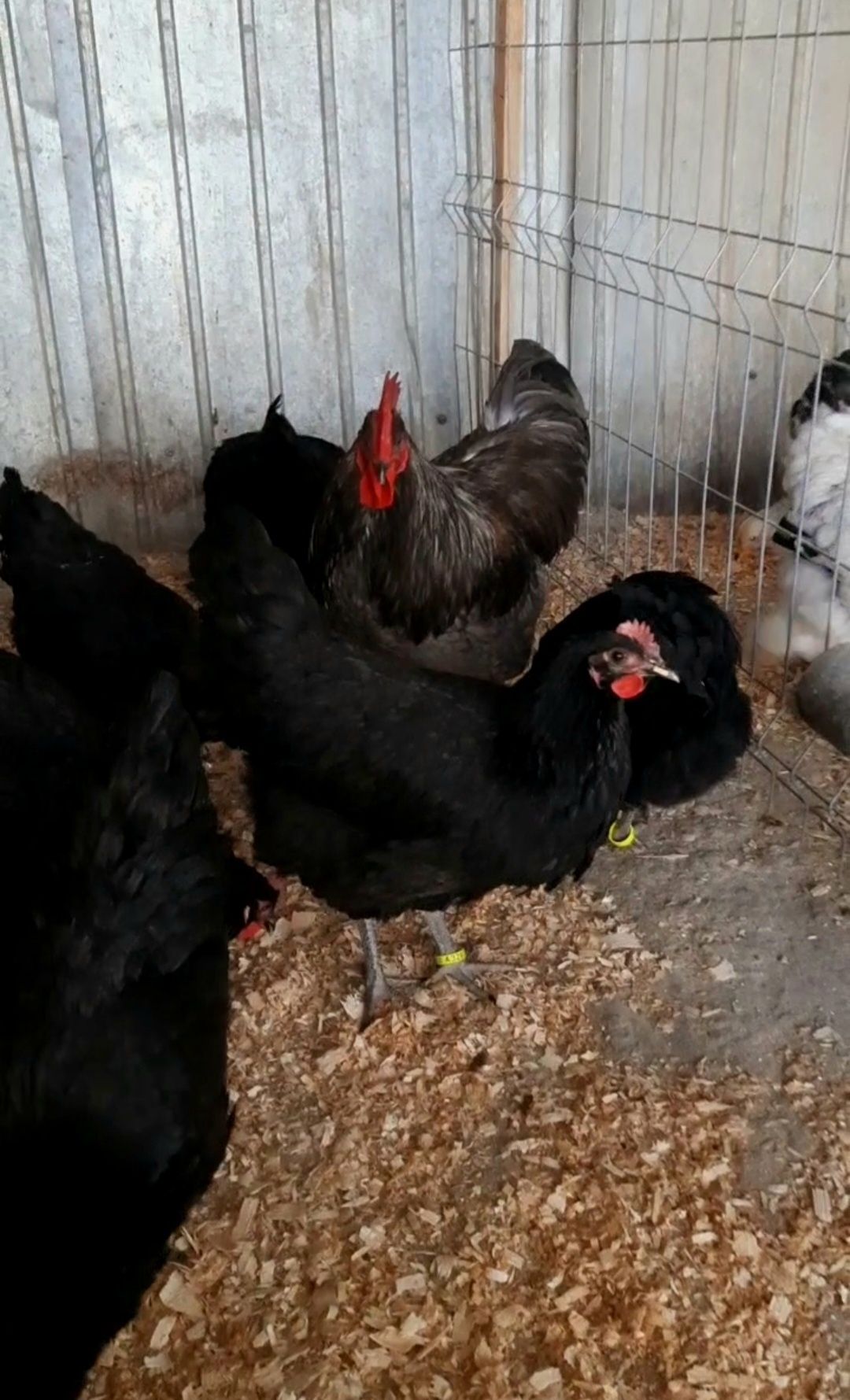 Oua Australorp pentru incubat