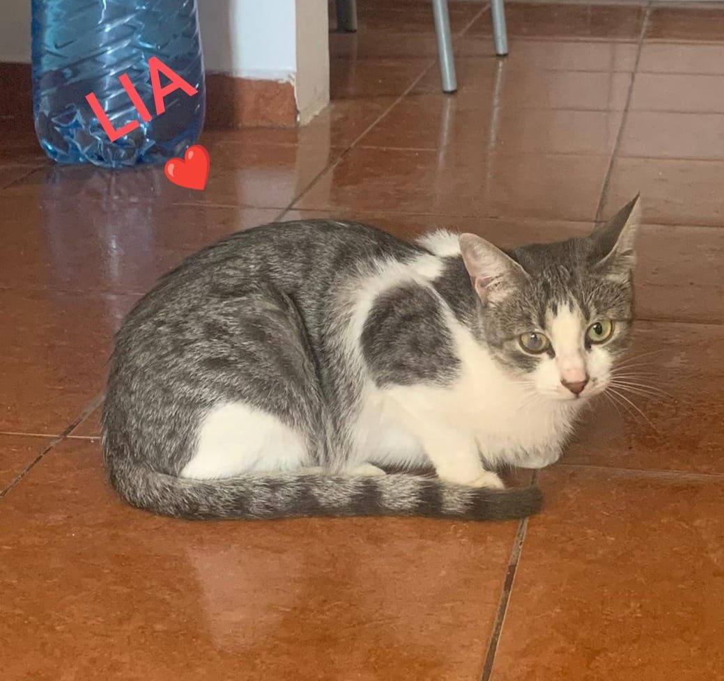Lya, pisicuta frumoasa de adoptat,pisica pentru adoptie,pisica superba