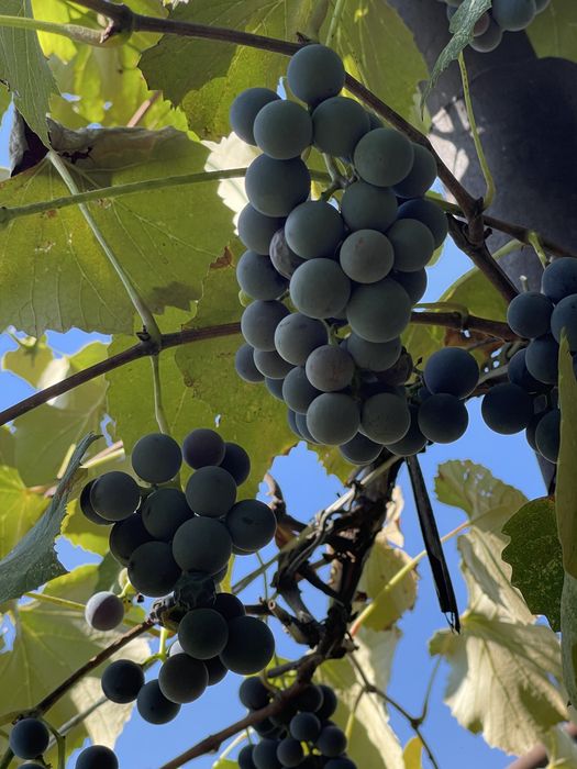 Struguri Capsunica / Struguri vin