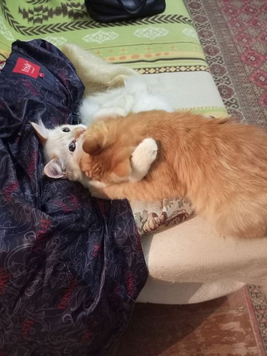 Котята-подростки в добрые руки