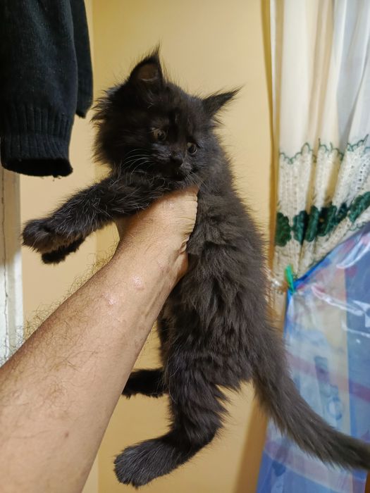 Одоём котёнка в добрые руки котёнку два месяца домашний не огресивный