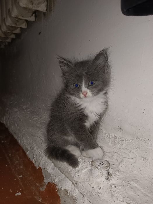 Отдам котят в хорошие руки