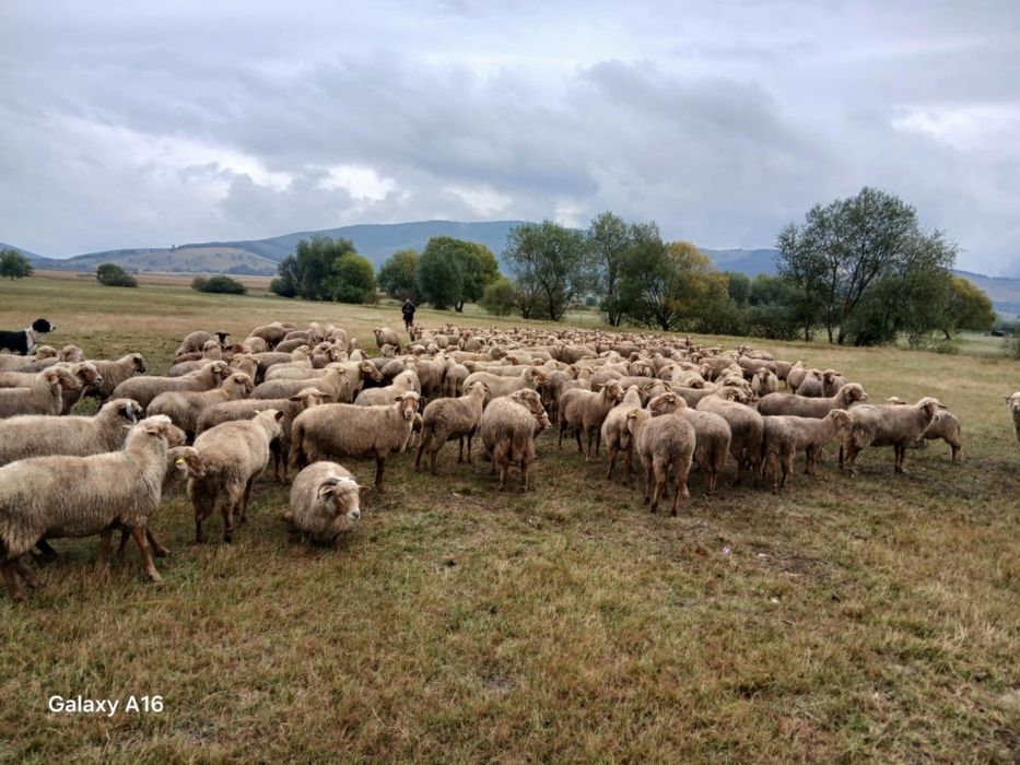 Oi țigăi varietate ruginie