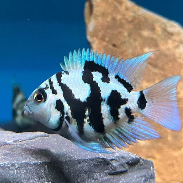 Ancistrus super red long fin