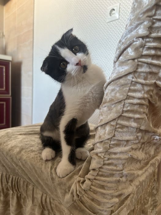 Кошки на продажа. Кошки