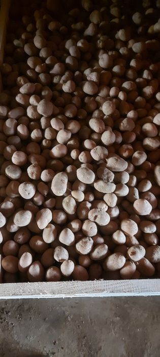 Cartofi  pentru animale si samanta