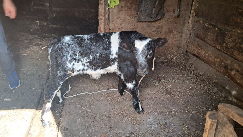 Vând vaca cu vițel belgian