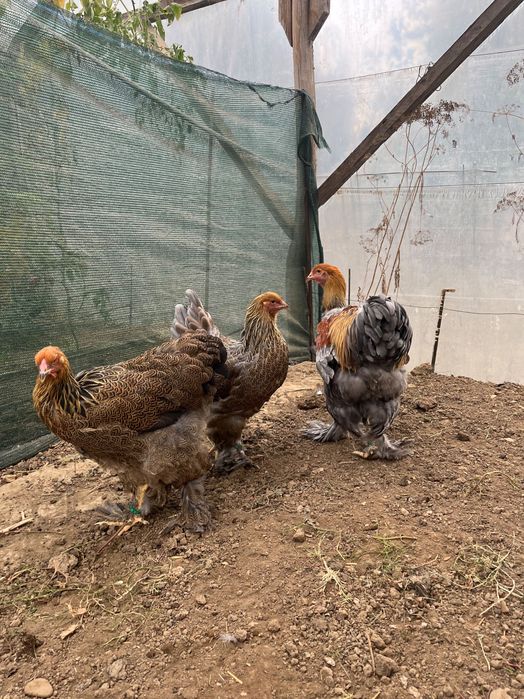 Familie 2+1 brahma potarnichiu