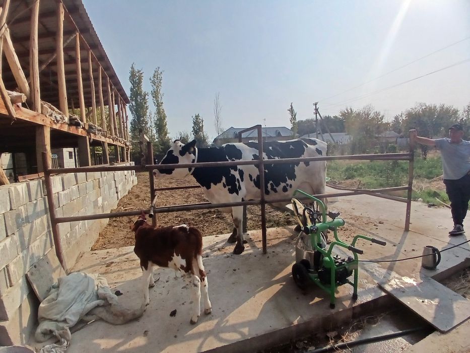 Sigir golishten sotiladi