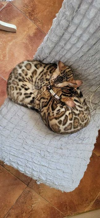 Бенгалски котенца търсят нов дом