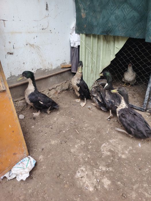 Ўрдак аркак 2 кл зияд чикади