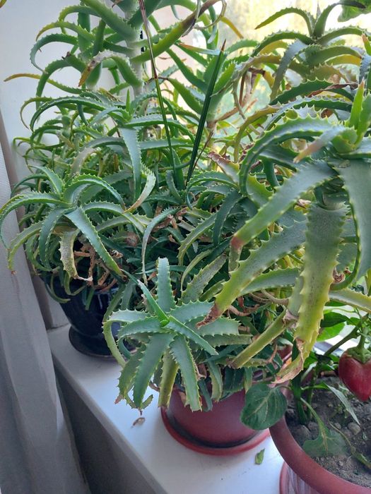 Продам две алоэ.