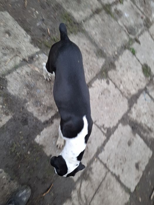 Donez catea pe gratis