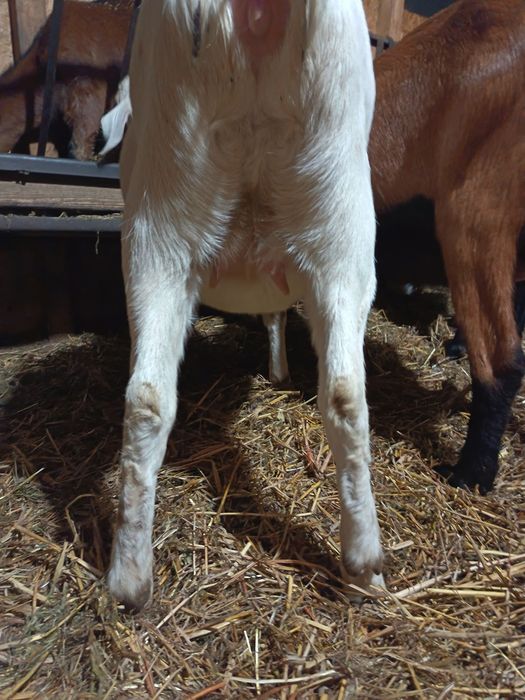 Capra gestanta la prima fatare