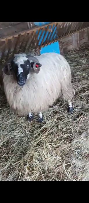 oi breze  de calitate