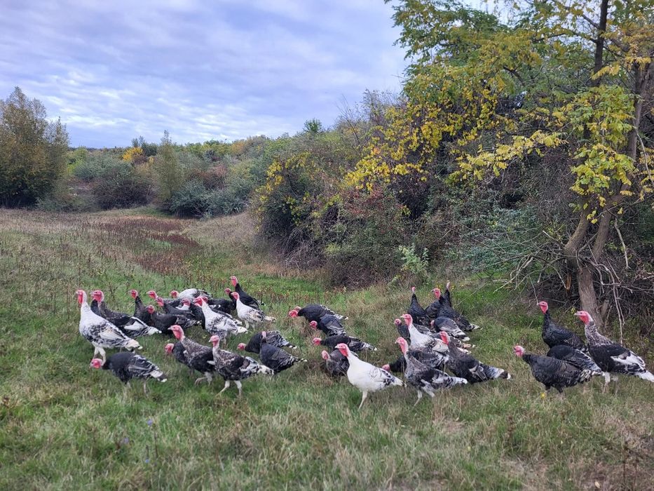 Vand curci de anul acesta