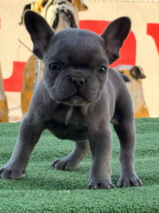Френски булдог / Frenchie