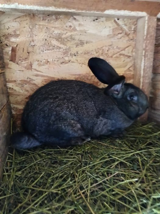 Iepuri mari și mici