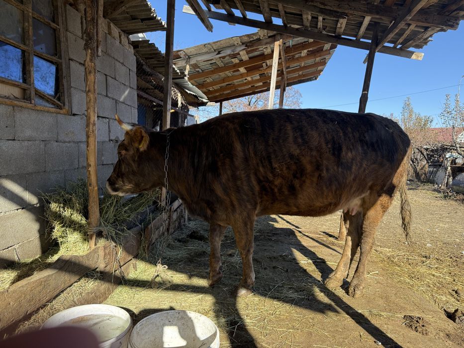 сыйр сатылады/продается корова