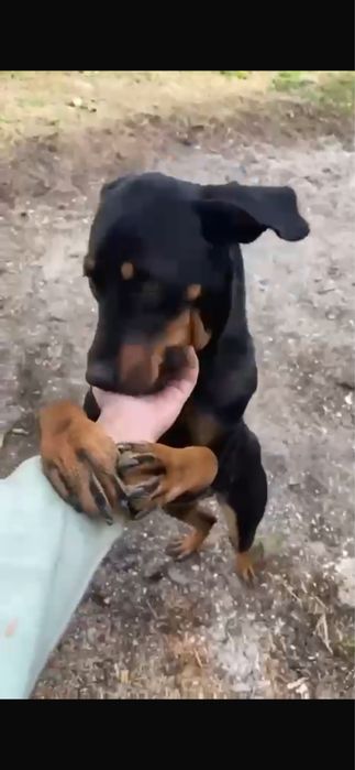 Donez catelusa copoi ardelenesc