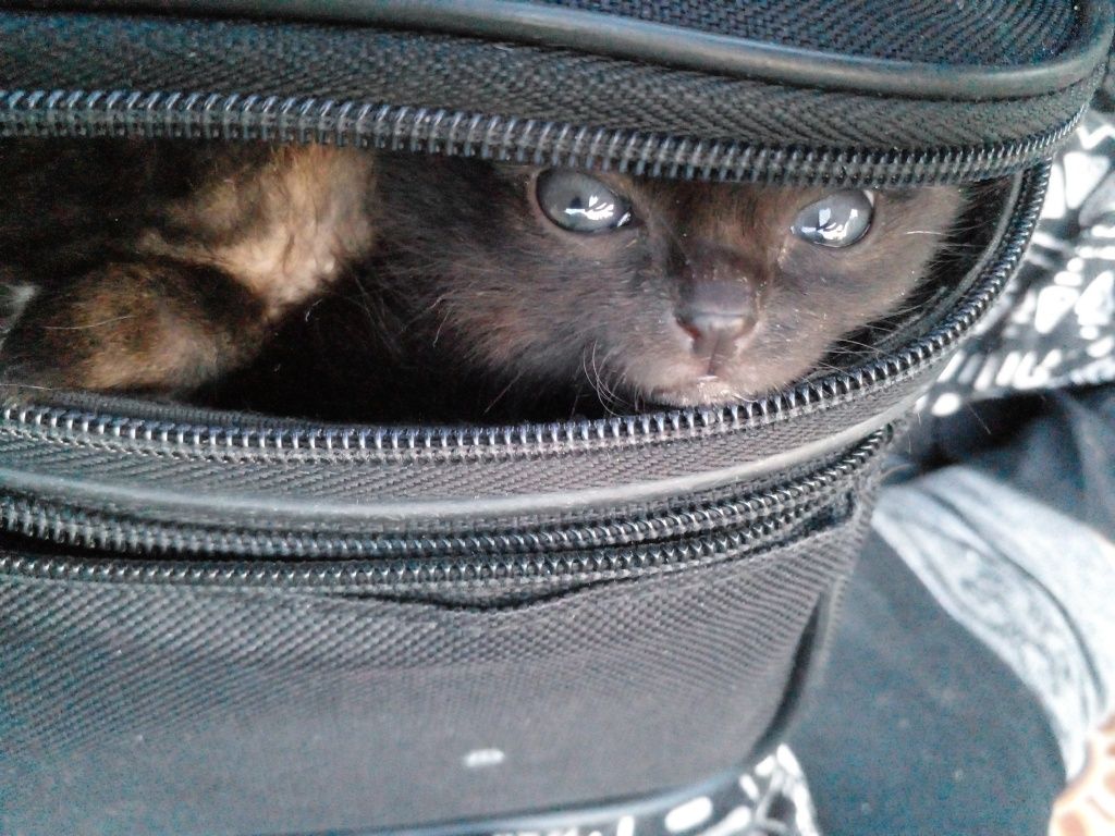 КОТЕНОК  в добрые руки
