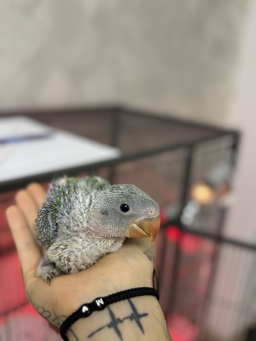 Papagali Marele Alexandru Preche